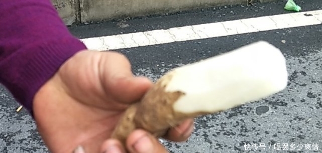 第一次见太行山上的野生山药,就是与众不同,不像山药更像根雕