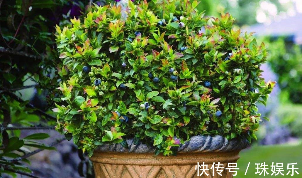 种植|阳台别只种花草,试试种盆栽果树,养护简单易结果,想吃随手摘