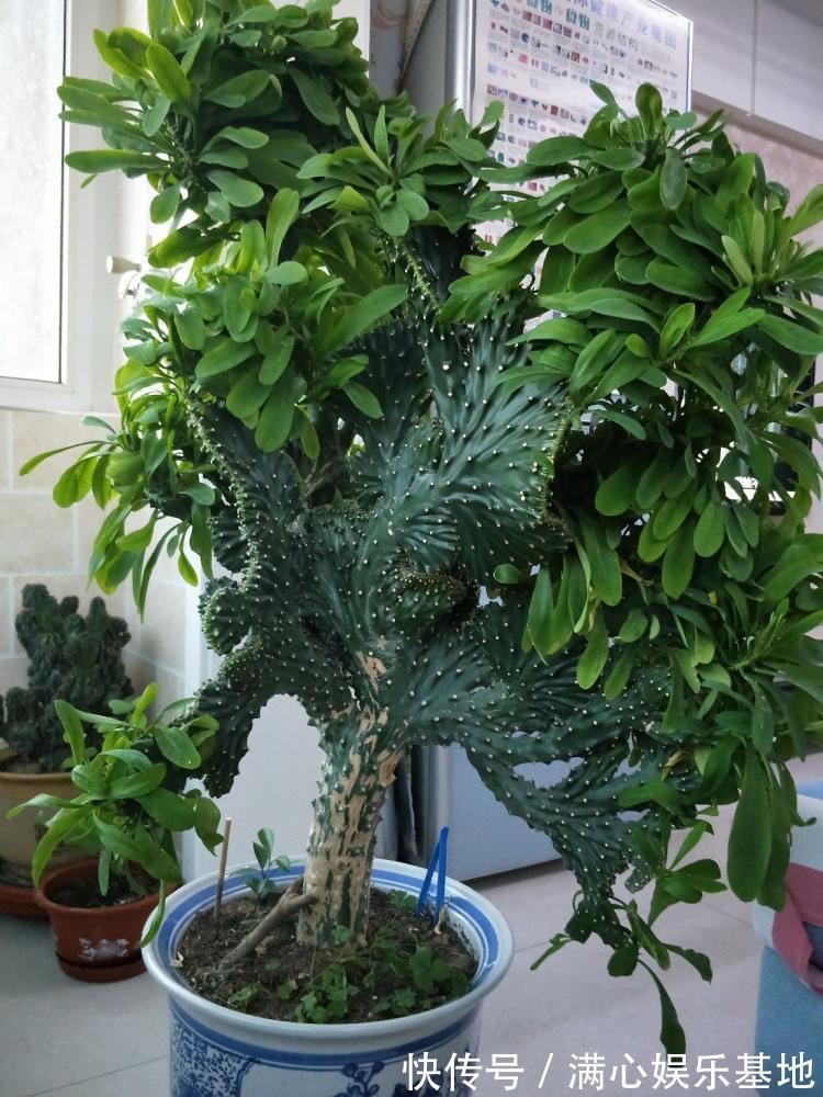 寓意|5种“丑花”，寓意却大，富贵又威武，再丑也要养一盆