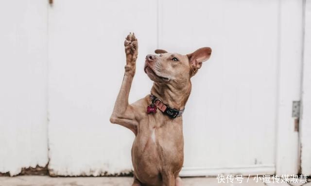 我们该以什么理由去指责不义的行为?