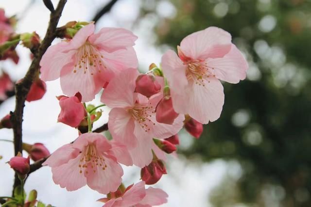 东湖樱花园4月6日起闭园休整，期待明年再赏盛世繁花