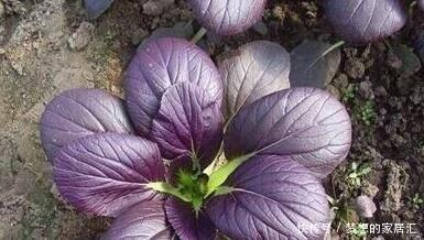 特别|阳台种菜就种它,一个月就能上桌,比小白菜更美味更美貌