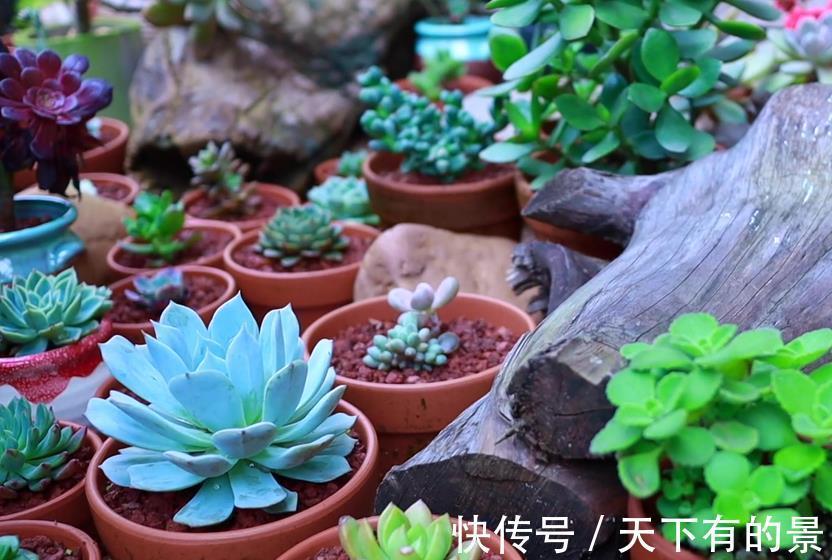 多肉植株|室内养多肉，淋雨后该怎么处理？分情况