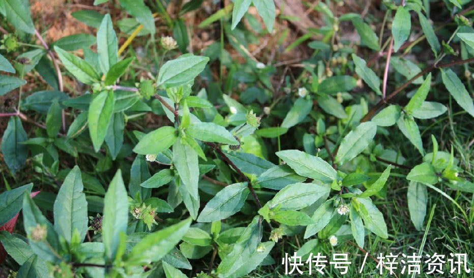 野生植物|农村里常见得一种野草，不仅能够凉血止血，还对心脑血管也有效用