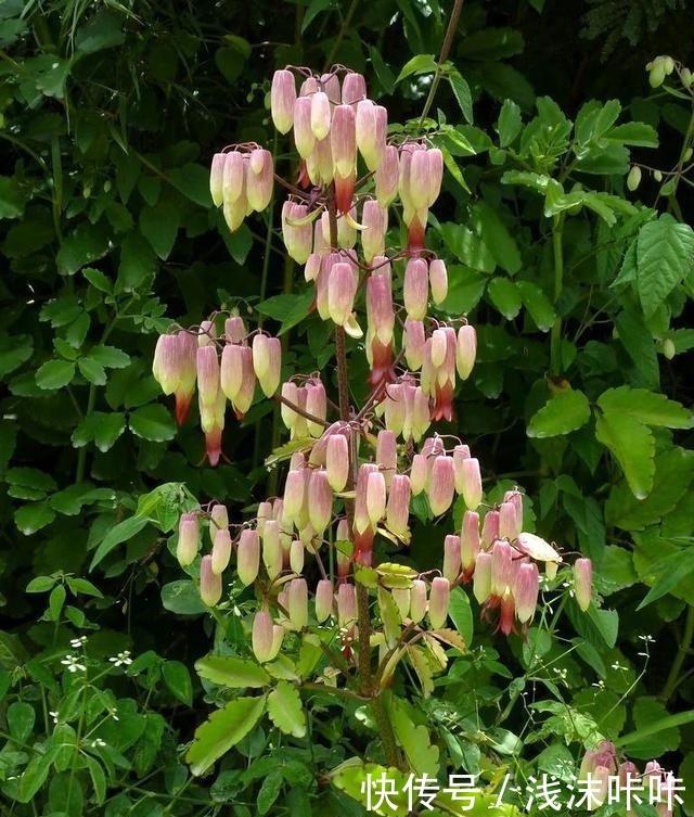 落地生根属的大家庭,品种多,花朵好看!