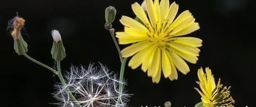 散结水|甲状腺有结节,常备“天然散结水”,女人越舍得喝,结节越易变小