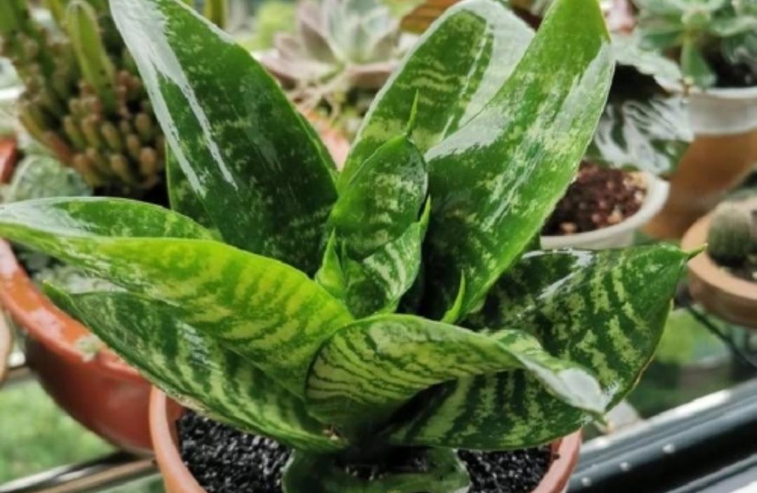 5种植物夜间释放氧气,净化空气环境,卧室也能养