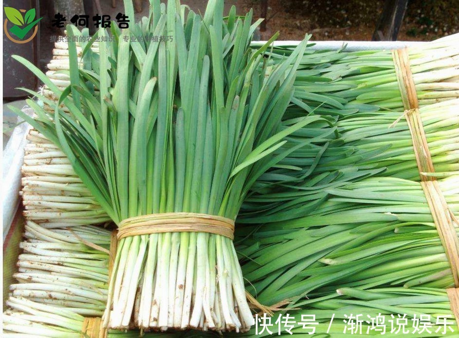 病虫害|韭菜补肾健胃,延缓衰老,重视韭菜的苗期管理,种出优质的韭菜来