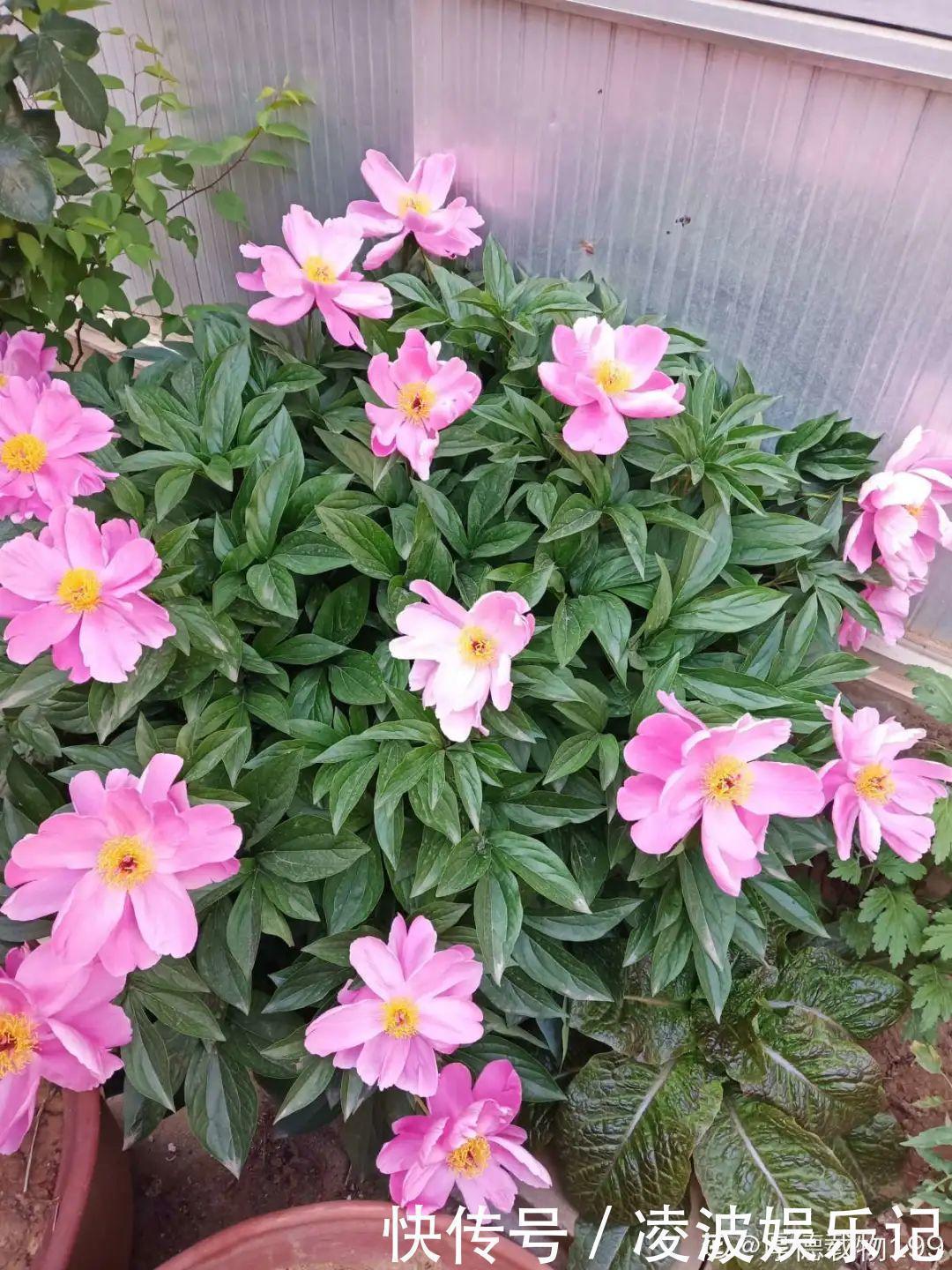 牡丹吊兰|懒人适合养什么花,浇水少,不挑土,它比人还懒!