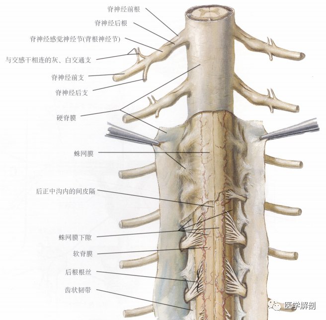 脊髓与脊神经|奈特解剖图谱 | 解剖图谱