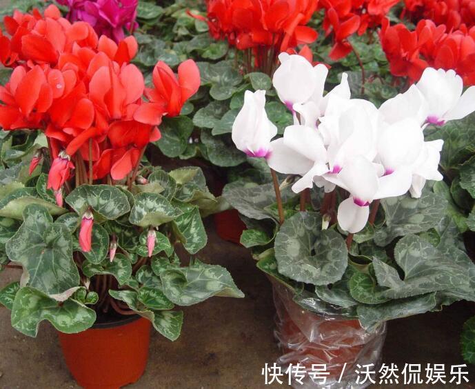解决办法|仙客来只长叶子不开花教你“4法”,给它“剪个发”,盆盆爆满