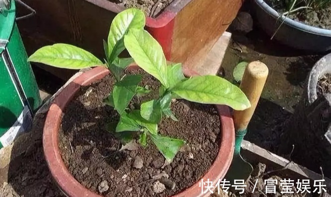 神器|万能的浇水“神器”,只需一根小吸管,专治各种烂根烂叶!