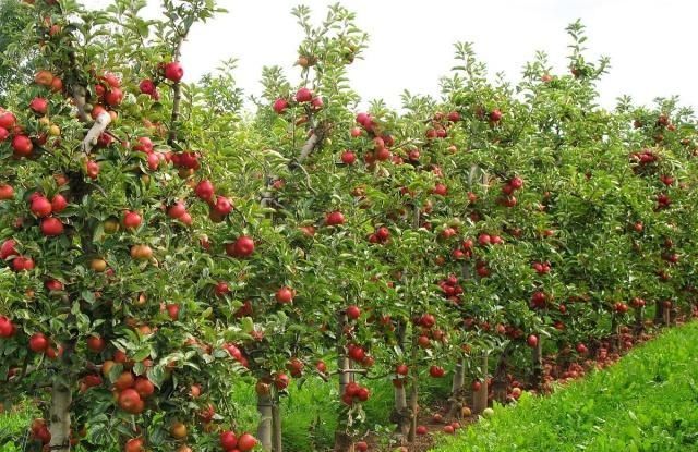 雪莲|水果如何在收获前生长稠密但昂贵雪莲很尴尬我不是《红薯》