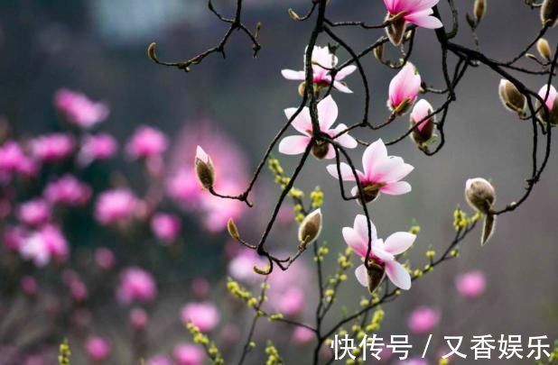 菜根谭&王维的这首诗,凄美至极,短短20字,从花开写到花落