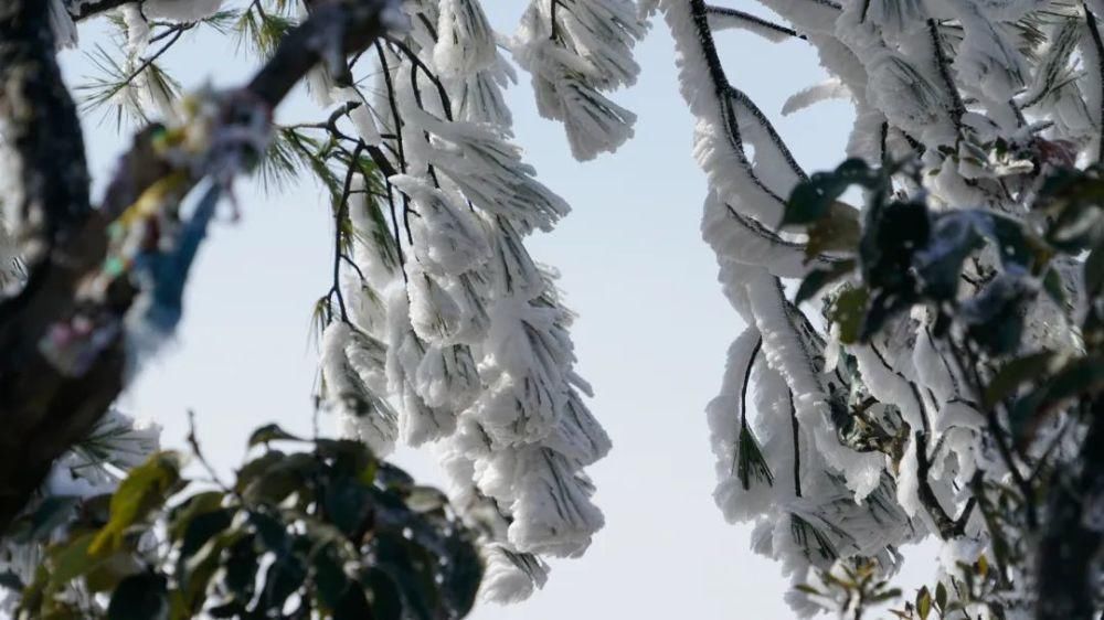 情结|云海与雪景、雾凇齐聚,惊艳了鸡足山的冬天!