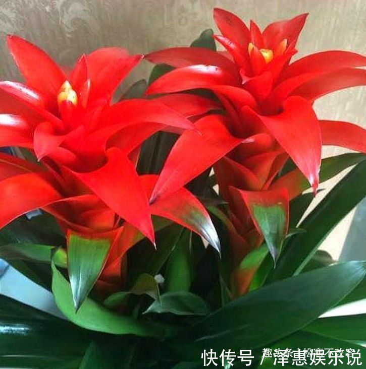 小喇叭状|客厅就养几种花,好养耐旱,改善空气质量和环境,非常好