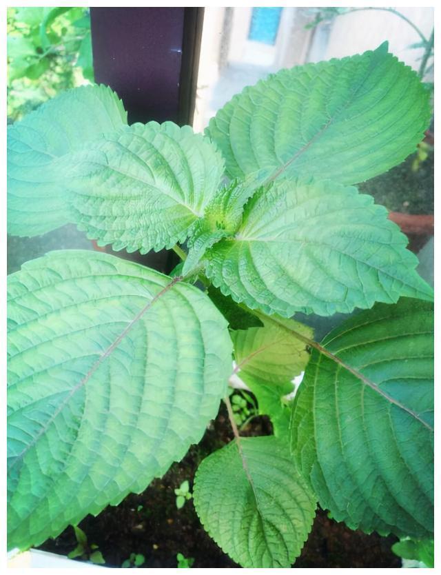 红薯叶|含钙量比牛奶还高的六种蔬菜！经常被你扔掉，营养丰富吃了还补钙