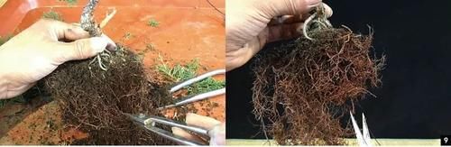 风动式的真柏盆景婀娜多姿，撩得我手定要上手一试！