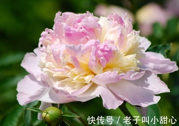 此花是中国花“花王”，花多多姿多彩，也是中国十大名花之一