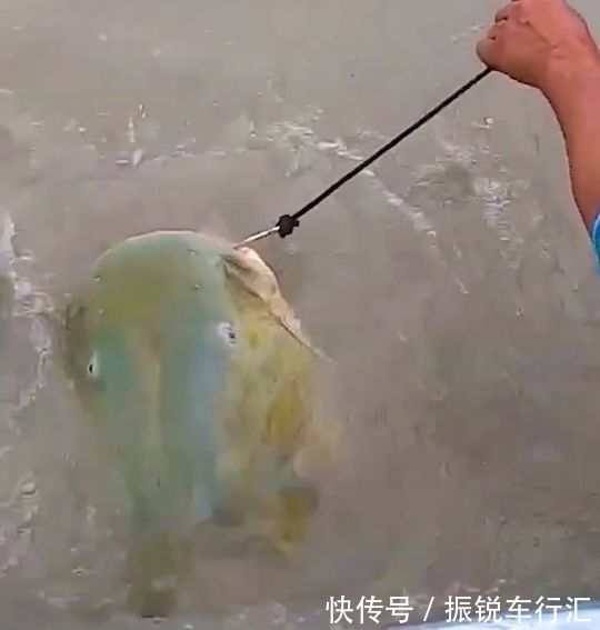 昂刺鱼王?湄公河“巨型昂刺鱼王”被钓起,大到让人不敢相信