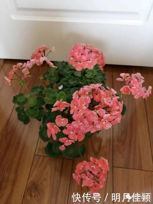 君子兰发财树天竺葵三角梅|这5种懒人方法,养君子兰发财树天竺葵三角梅都行,养花人需知