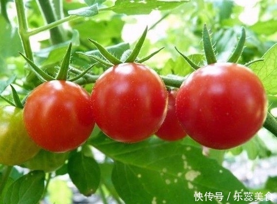 好看|老公把西红柿做成这样,好看又好吃,出锅后大家抢着吃!