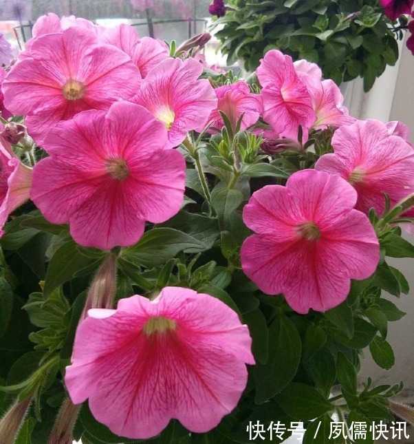 喜欢菊花,不如养盆“精品玫瑰”伯爵夫人,艳丽多姿,大气美丽