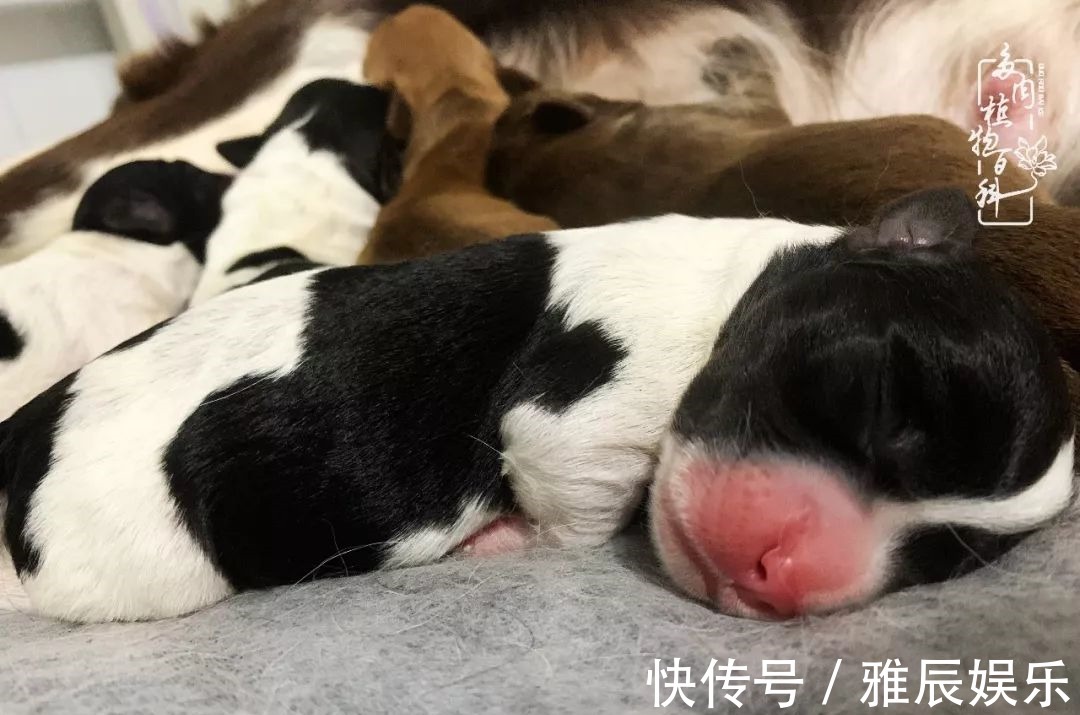 框子|这多肉拼盘这么仙!如何制作达人手把手教你制作长生草拼盘!