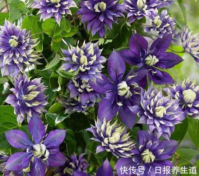 若有院子,养些紫色的花吧,高级又浪漫!