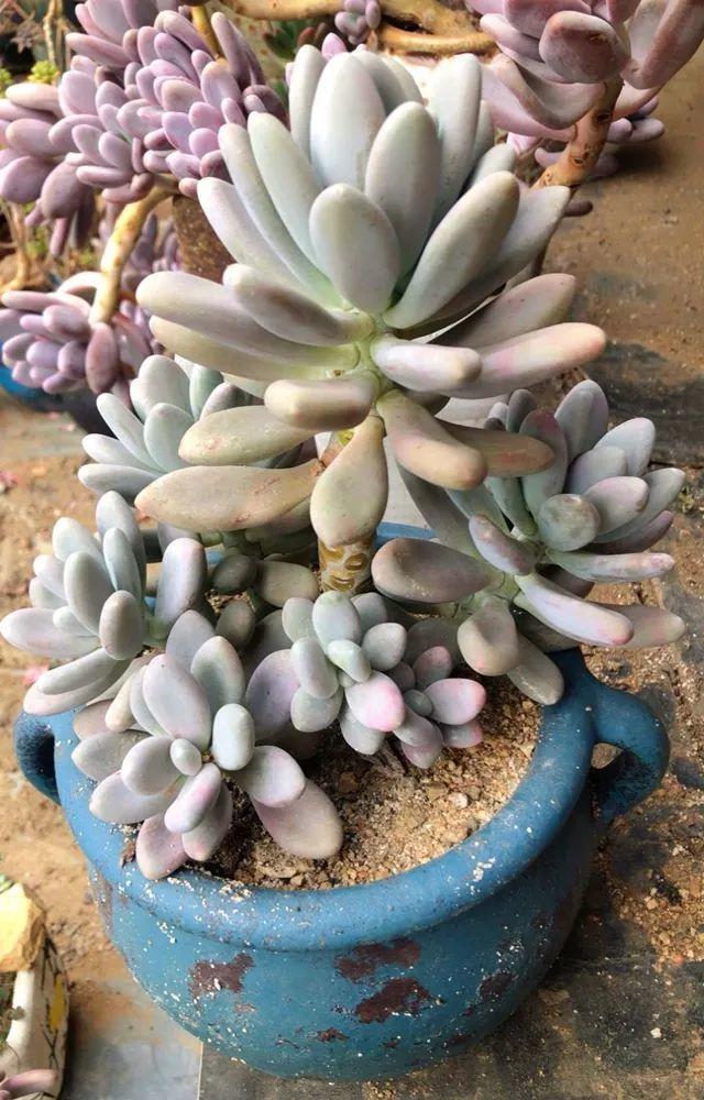 姐姐养了9年的多肉,没有买肥就用它,个个长成精!