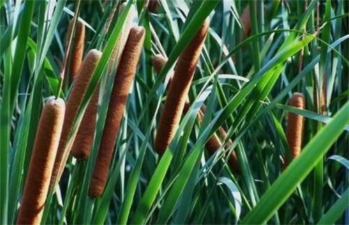 蒲黄如何栽种好,农民掌握以下要点,收获高产优质的蒲黄