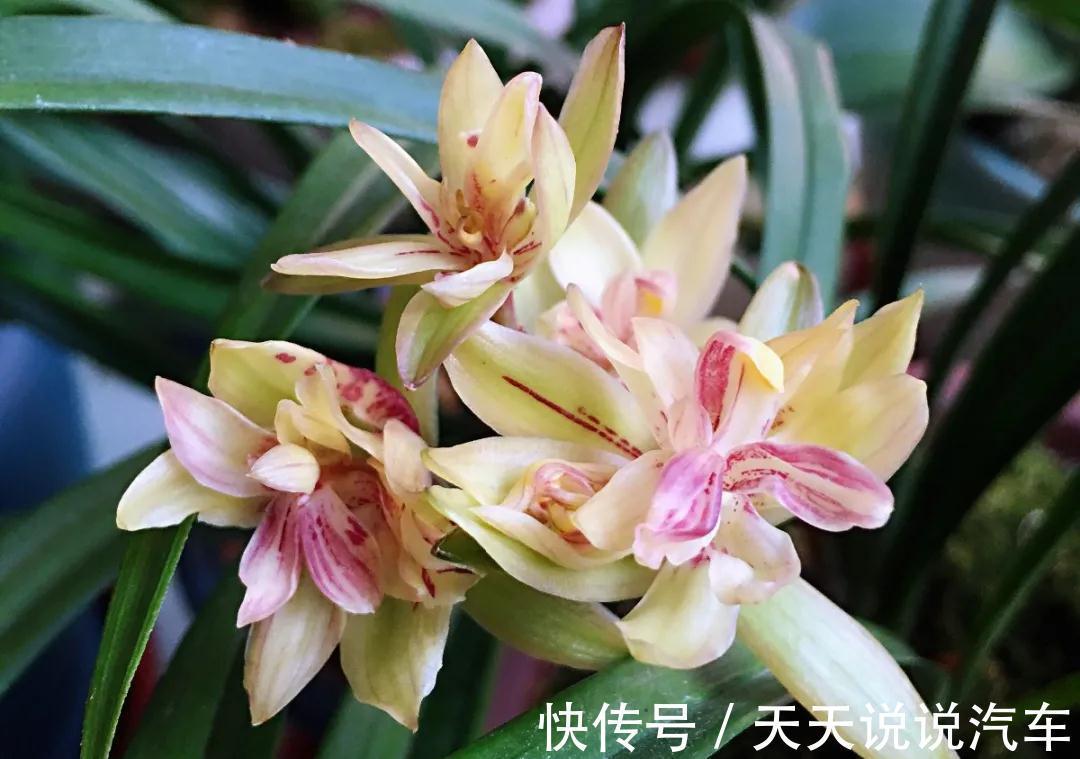 日晒|兰花长势差,注意这三个小问题,蹭蹭冒芽,轻轻松松爆满盆