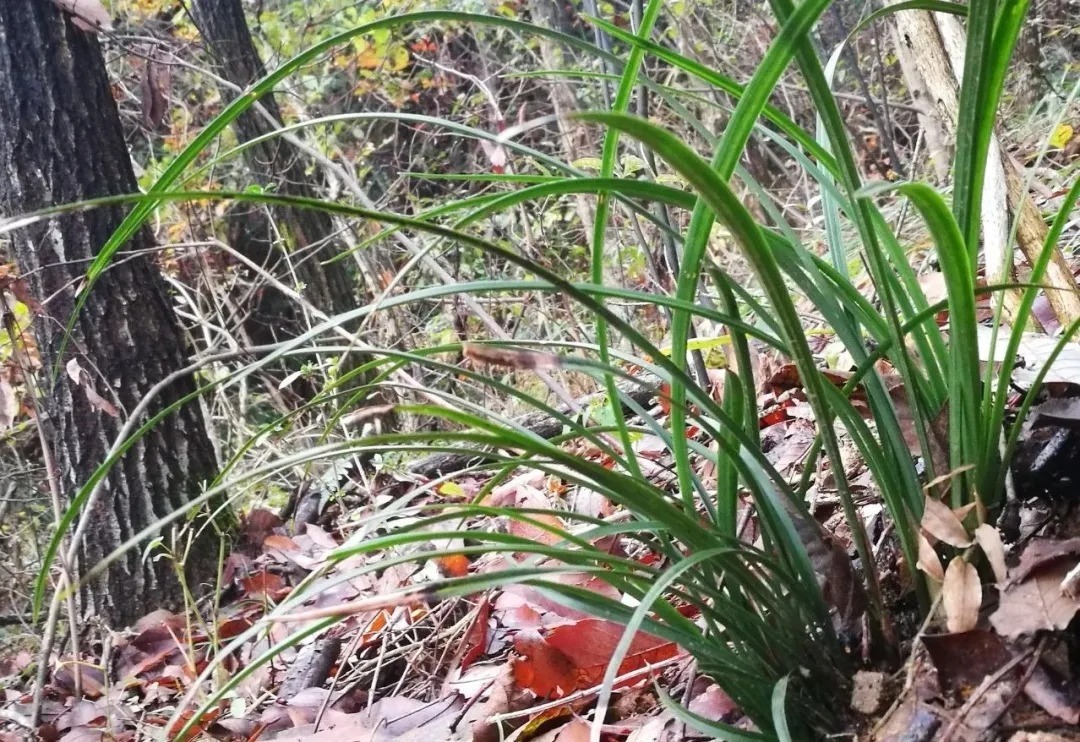野生|家养兰花常发病,为什么野外的兰花病害少?兰友一语道破玄机