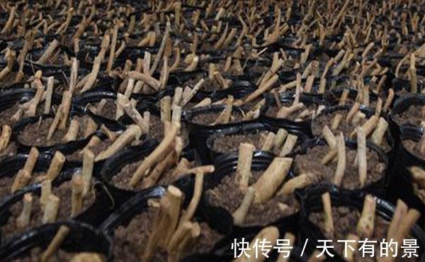 果树|为什么果树的枝条能扦插成活,不过有的人就插不活,估计是没做对