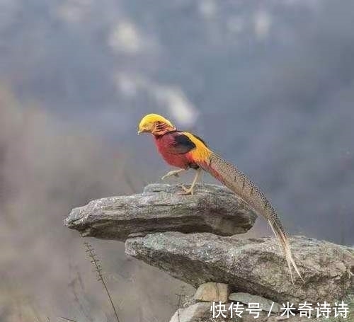 展羽|飞鸟诗词17首：芳草碧，东风老。寂寞浓荫深处，独吟唱凤求凰