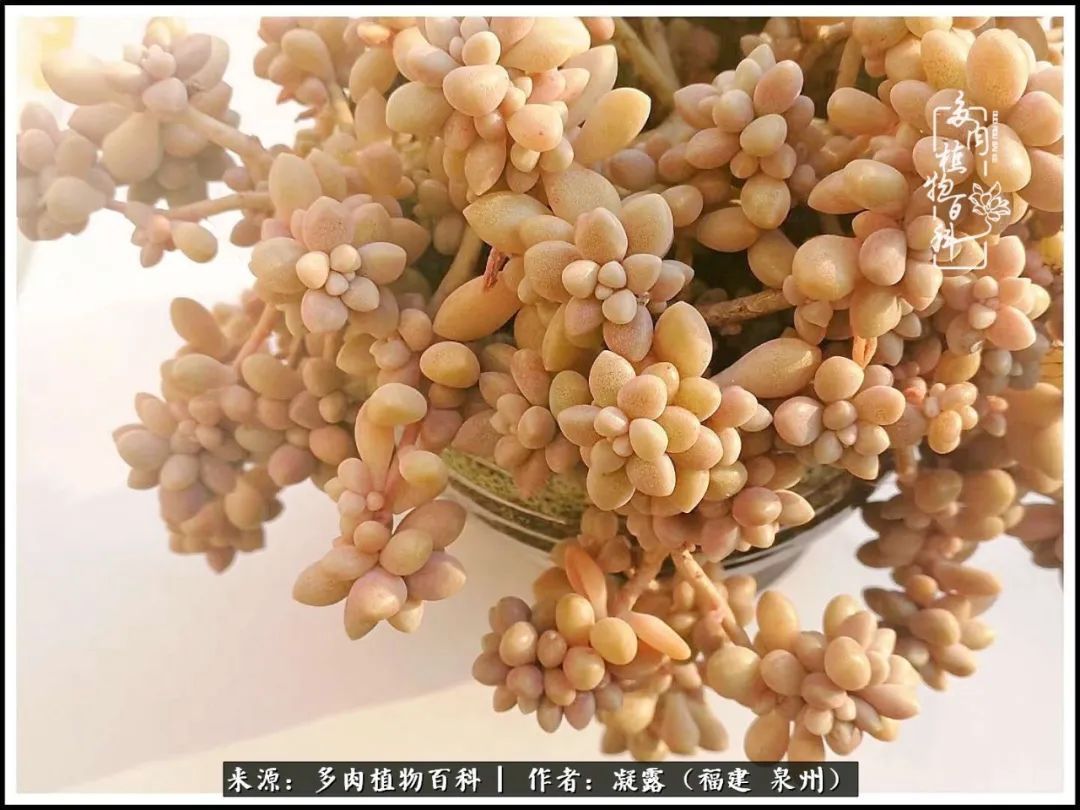 喜欢养肉,喜欢赏肉,更喜欢拍,如此怎能不掉肉坑