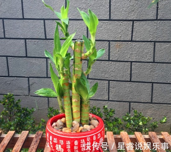 4种招财花,旺运又招财,财源滚滚,多子多福幸福满满