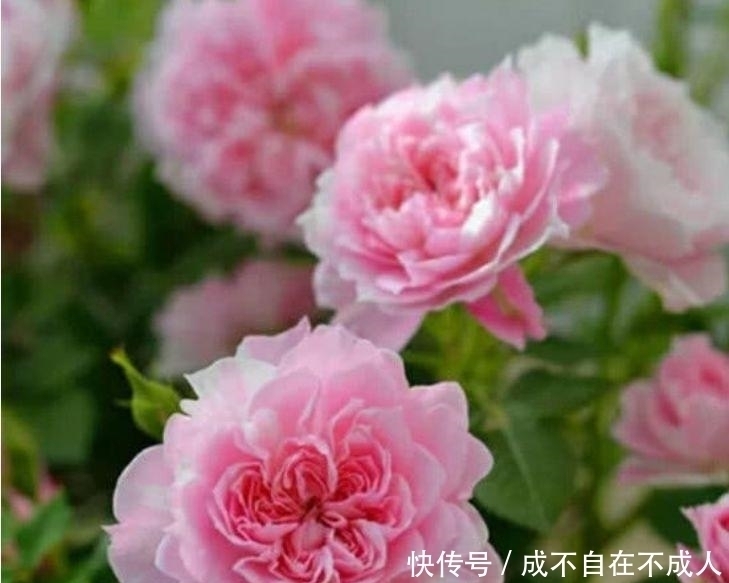 4种花花色艳、花量大，一开就美爆，漂亮上档次，值得养