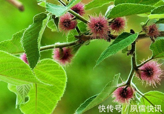 院子里长出这5种草，看到就铲除别犹豫，留下会“后患无穷”