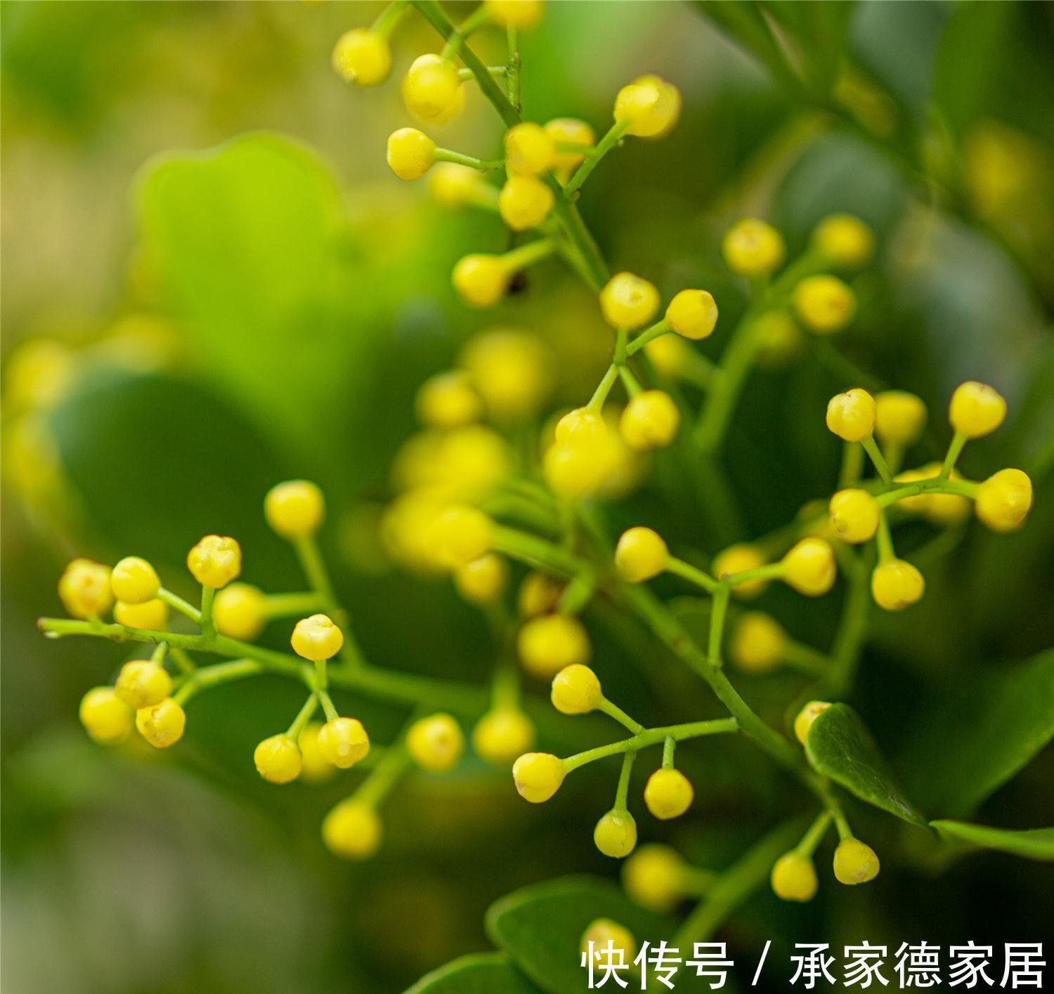 植株|米兰花秋天猛长新芽，不能大意，避免植株长势弱，冬季容易被冻死