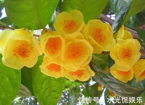 它是真正的“花茶”，开出盏盏黄花，摘一朵就能泡