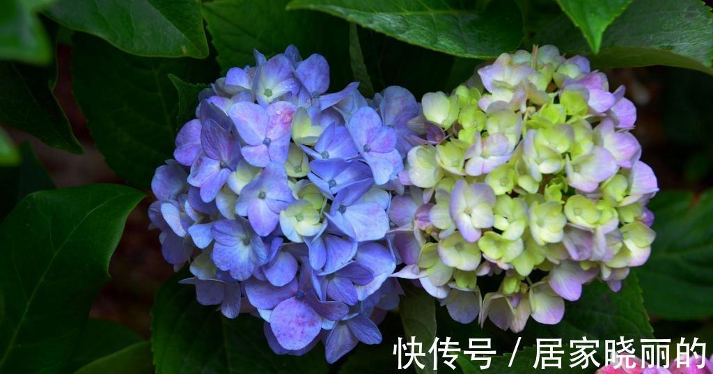 养花|养花试试这几款，深夜或者清晨，披星戴月般盛开，有淡淡的清香