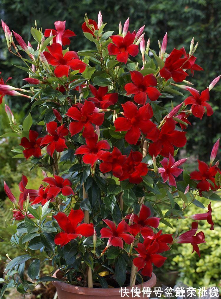 花量|9种漂亮花,热不死晒不怕,开花大半年,没有病虫害,38度成花海