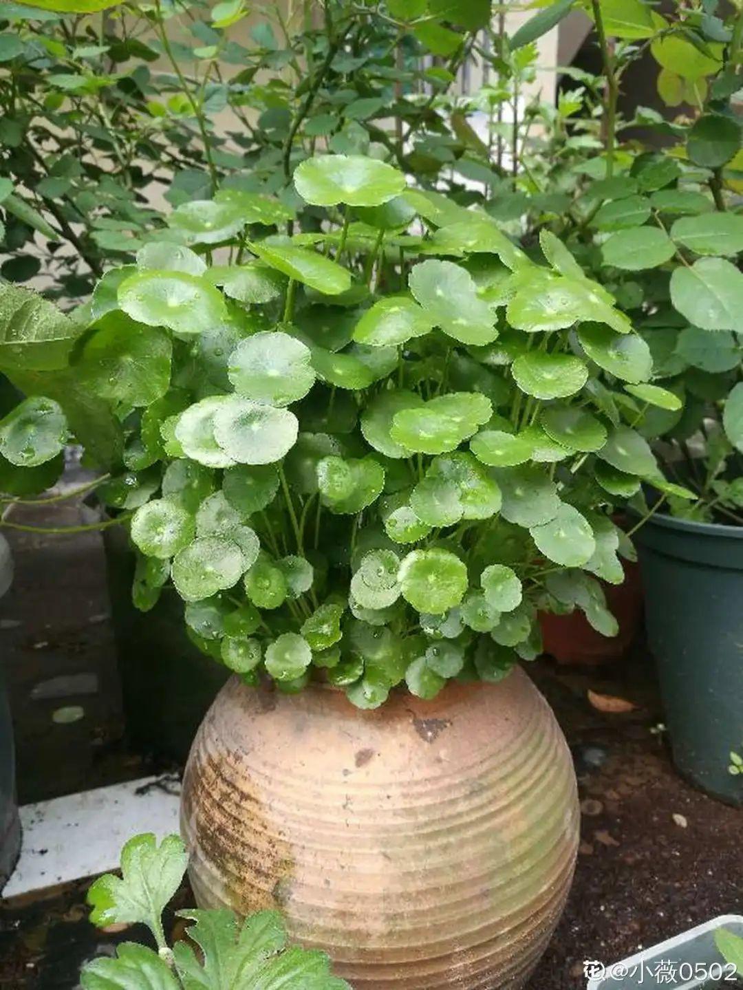 爷爷的破茶壶,全被我拿来养花,省下大笔花盆钱!