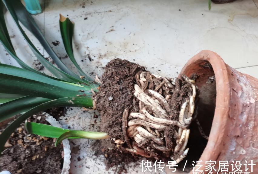 廿六|9月养君子兰，3件小事来助力，做到位根壮叶肥，一盆窜10枝花