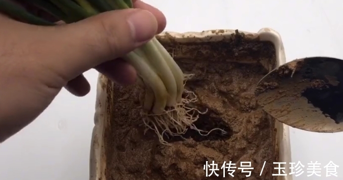 保鲜盒|小葱插进杯子里,真是厉害了,可惜今天才学会,看完我也去试一试