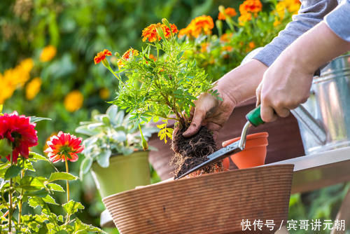 经验|养花15年的经验告诉你，4种水不能用来浇花，科学养好花