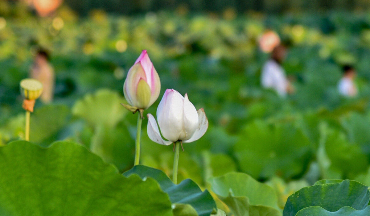 匈奴单于|王莽篡汉：干了许多蠢事，破坏汉匈关系，西汉雄风不再