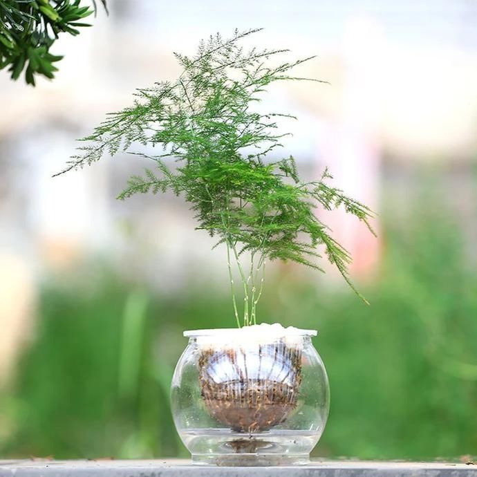 家里的土培盆栽轻松转水培,避免黄叶烂根有技巧,技巧全告诉你