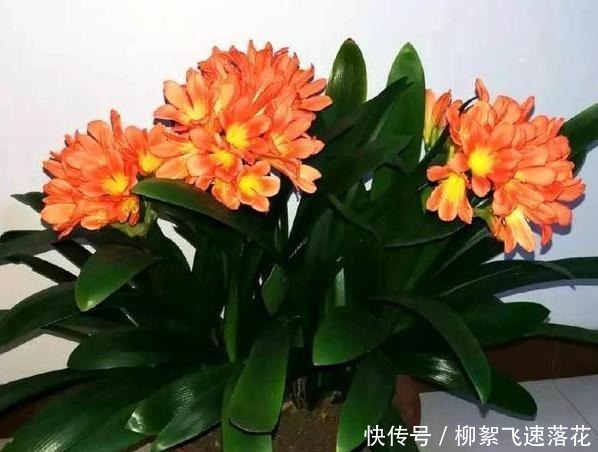 自制养花肥，该如何处理生活垃圾如此办废物可变用